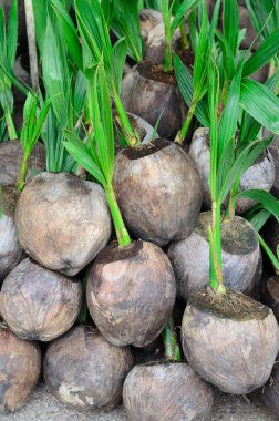 Hindistan cevizi fidan