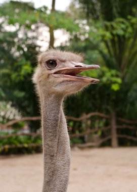 Devekuşu veya ortak devekuşu (Struthio camelus) khaokaew açık Hayvanat Bahçesi, 