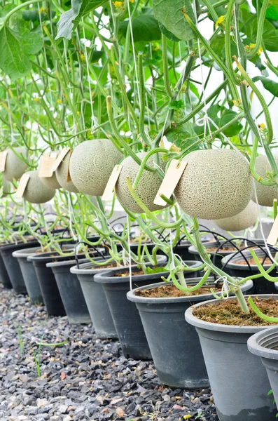 Cantaloupemelon meloner växer i ett växthus Stockbild