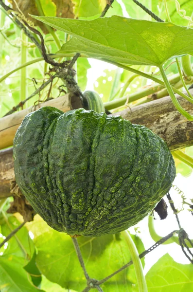 Frischer grüner Kürbis im Gemüsegarten — Stockfoto