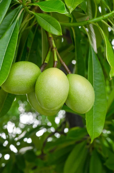 Cerbera oddloam φρούτα στο δέντρο — Φωτογραφία Αρχείου