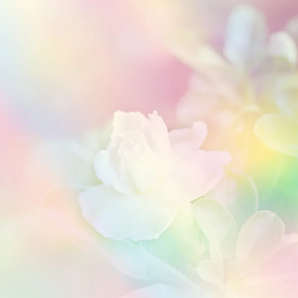 Beyaz çöl dlower, adenium obesum yumuşak odak