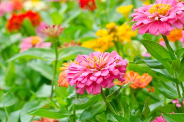 Bahçe Zinnia çiçeği.