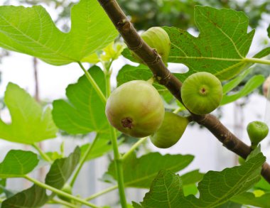 Bir incir ağacının dalını üzerinde olgunlaşmış incir