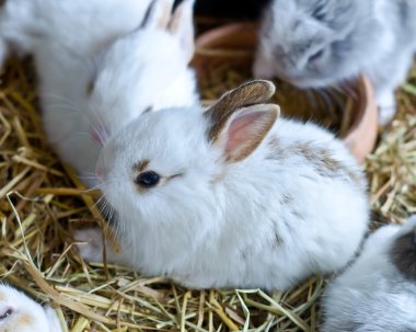 Genç Bunny tavşan