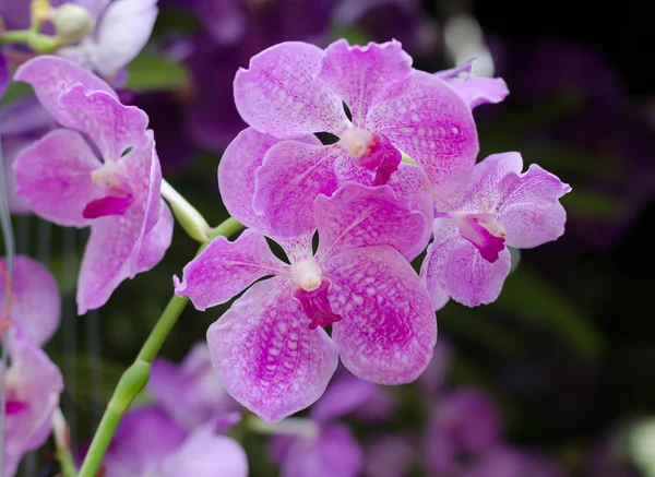 Hermosa flor de orquídea — Foto de Stock