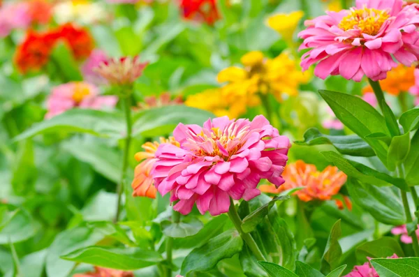 Zinnia-Blumen im Garten — Stockfoto