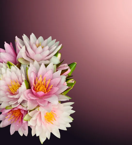 Radyal degrade arka plan çalışma yolu ile üzerinde güzel lotus