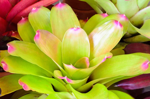 renkli yeşillik bromeliad tesisi