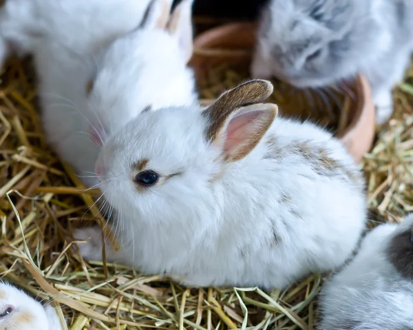 Unga Bunny kaniner Royaltyfria Stockbilder