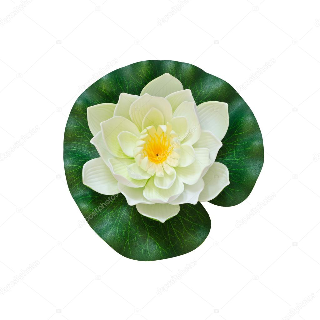 White artificial water lily on white background with working pat