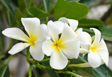 Beyaz plumeria çiçek