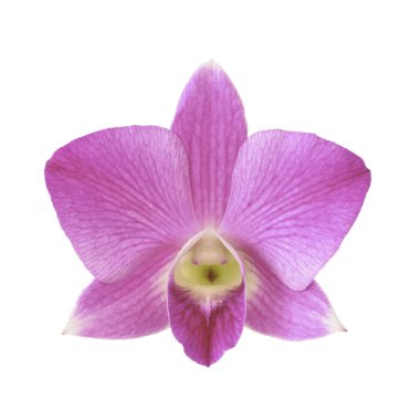 Pembe orkide beyaz arka planda çalışma yolu ile izole
