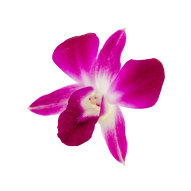 Pembe orkide beyaz arka planda çalışma yolu ile izole