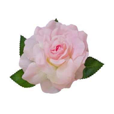 Beyaz arka planda çalışma p ile izole yapay pembe Gül