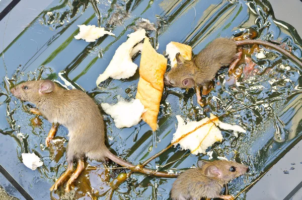Rats on rat glue trap — Stock Photo, Image