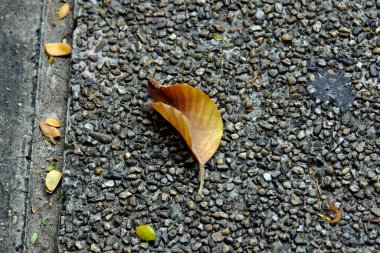 Sonbaharda asfalt yolda yaprak