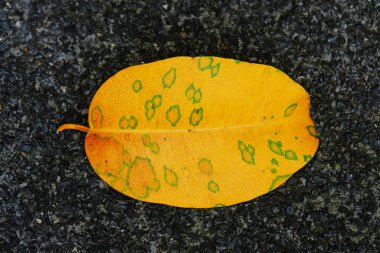 Asfalt üzerinde sonbahar yaprakları