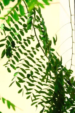 Bahçedeki yeşil bitki