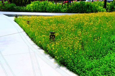 Parktaki güzel çiçekler.