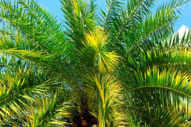 arka plan olarak palmiye ağacının yaprakları