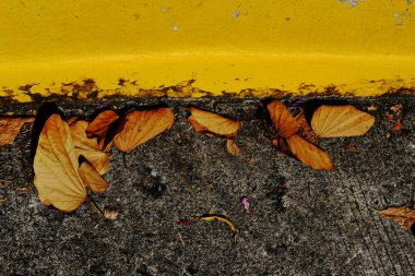 Sonbahar yaprakları asfaltta