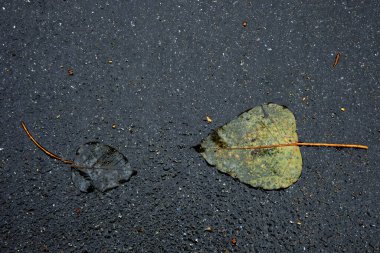 asfalt üzerinde sonbahar yaprağı