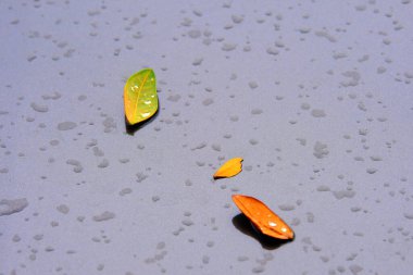 Asfalt üzerinde sonbahar yaprakları