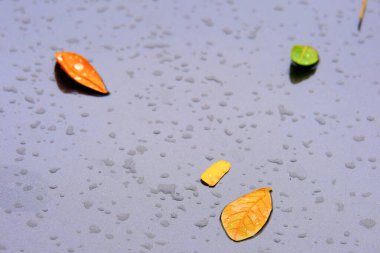yellow leaves on a gray background.