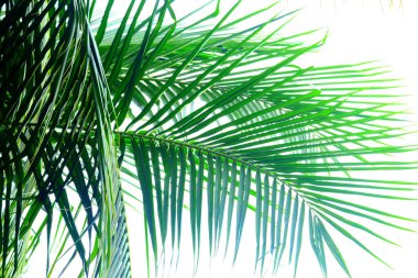 palmiye ağacı yaprak arka plan olarak
