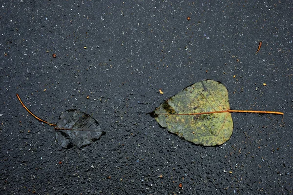 asfalt üzerinde sonbahar yaprağı