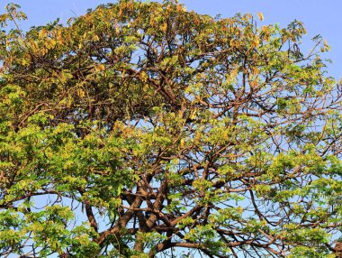 mavi gökyüzü arka plan ile ağaç dalları