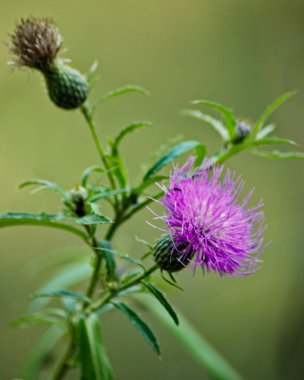 Mor Boğa Dikeni, odak dışı yeşil arkaplanın başlangıcında duruyor.