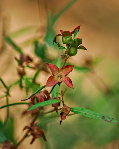 A stem of small rust colored flowers dominates the scene against a blurred out background of tans and greens.
