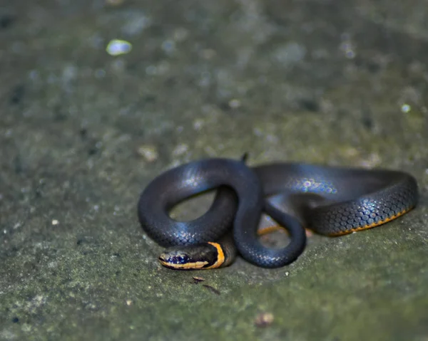 Small Ringneck Snake Curls Large Boulder Devils Den State Park Stock Obrázky