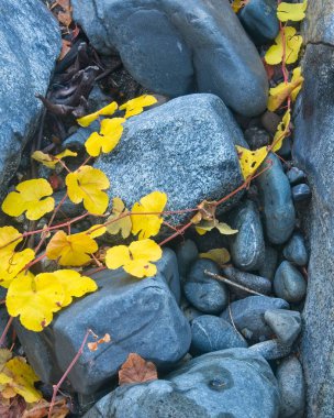 Sarı yapraklarla kaplı bir sarmaşık Trinity nehrinin kıyısındaki gri kayalar boyunca sürünür..