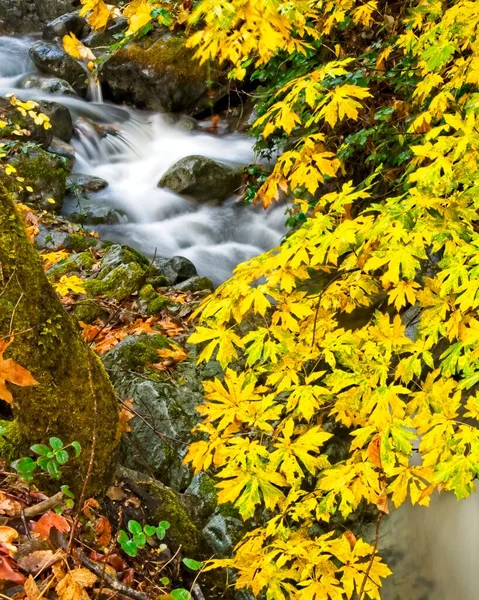 Des Feuilles Jaunes Automne Entourent Une Petite Cascade Sur Ruisseau — Photo