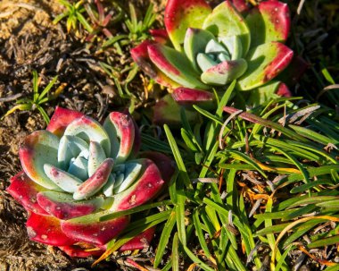 Dudleya Farinosa 'ya bazen blöf marulu ya da pudralı yaşam denilir. Kaliforniya sahillerinde sonsuza dek vahşi olarak yetişir.