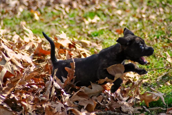 Chiot Bringé Joue Dans Tas Feuilles Mortes Tombées Par Matin — Photo