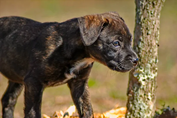 Brindle Barwny Szczeniak Stoi Dla Portretu Przed Małym Drzewem Chłodnym — Zdjęcie stockowe