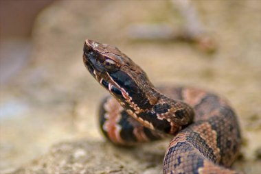 A closeup of a juvinal cottonmouth poses for pictures on a large rock, and keeps a wary eye on his surroundings. clipart