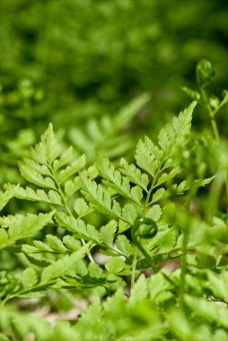 Young fern fronds on the forest floor