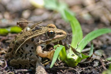 A small leopard frog lounges on the bank, and is prepared to hop into the swamp at the first sign of danger.