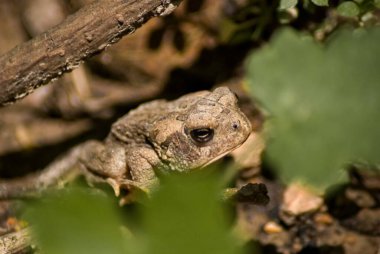 Closeup portrait of a toad waiting to pounce on insects that have wandered too close.