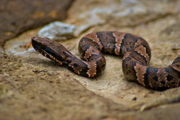 Closeup Juvinal Cottonmouth Poses Pictures Large Rock Keeps Wary Eye — Stock Fotó