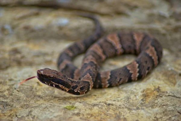 Closeup Juvinal Cottonmouth Poses Pictures Large Rock Keeps Wary Eye — Stock Fotó