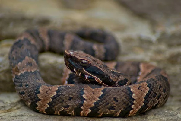 Closeup Juvinal Cottonmouth Poses Pictures Large Rock Keeps Wary Eye — Stock Fotó