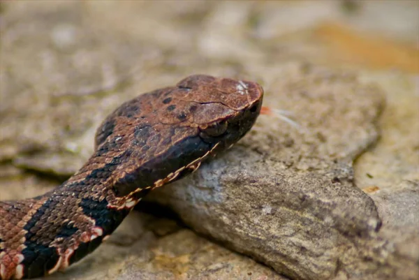 Closeup Juvinal Cottonmouth Poses Pictures Large Rock Keeps Wary Eye — Stock Fotó