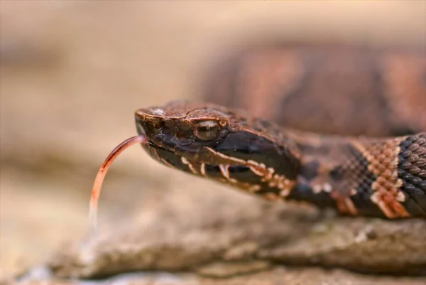 Closeup Juvinal Cottonmouth Poses Pictures Large Rock Keeps Wary Eye — Stock Fotó