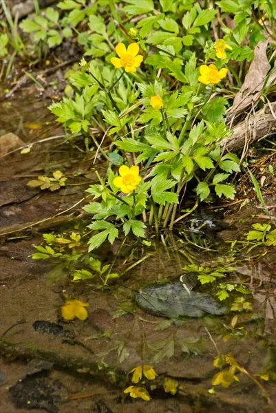 Swamp Buttercup Grows Edge Pond Southern Illinois — Stok Foto